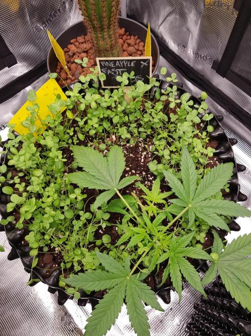 Pineapple Express Auto - Breeder Test. Week 4 - Tag 23 Fast Buds
