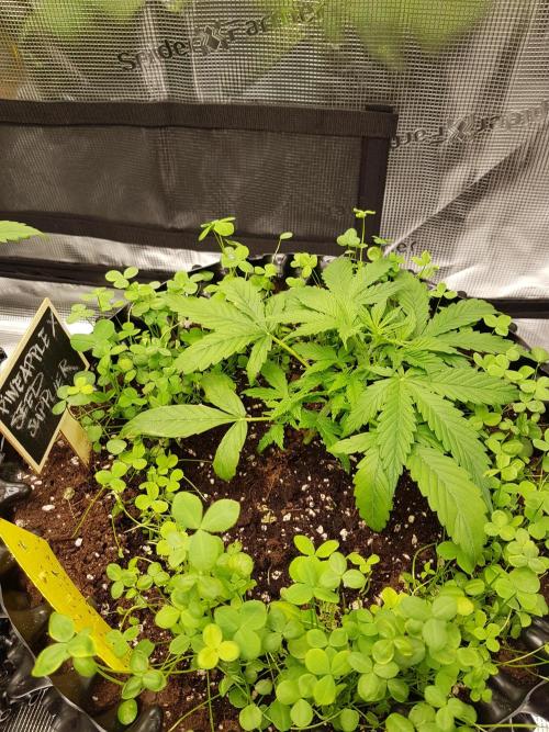 Pineapple Express Auto - Breeder Test. Week 4 - Tag 25 Seed Supplier vor dem Training