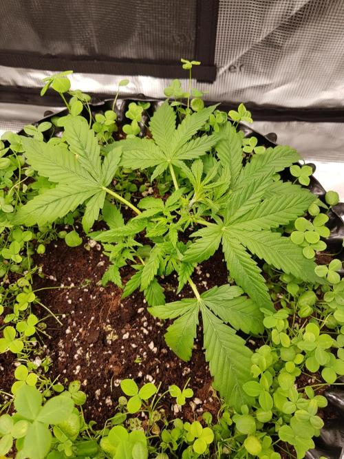 Pineapple Express Auto - Breeder Test. Week 4 - Tag 25 Seed Supplier nach dem Training