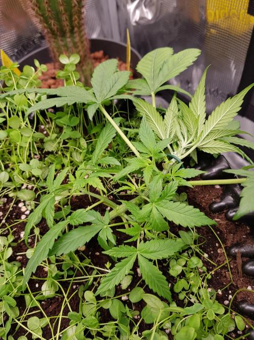 Pineapple Express Auto - Breeder Test. Week 4 - Tag 25 Fast Buds vor dem Training