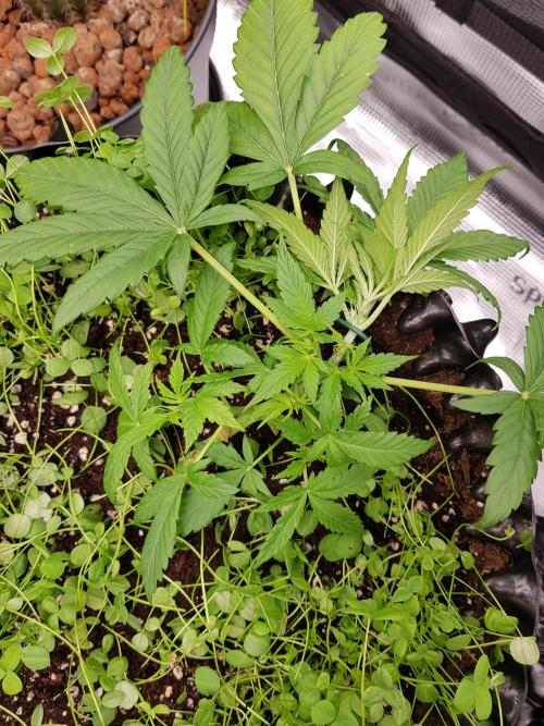 Pineapple Express Auto - Breeder Test. Week 4 - Tag 25 Fast Buds nach dem Training