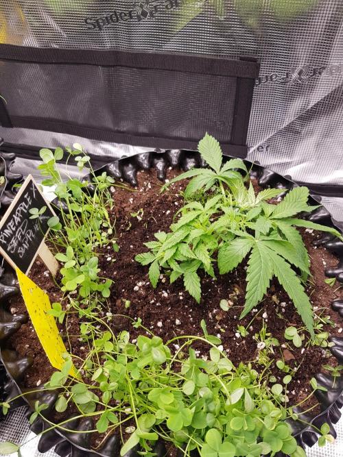 Pineapple Express Auto - Breeder Test. Week 4 - Tag 27 Seed Supplier