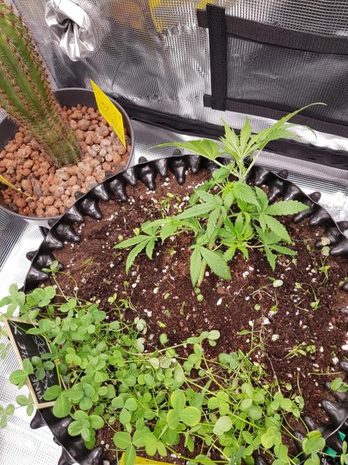 Pineapple Express Auto - Breeder Test. Week 4 - Tag 27 Fast Buds