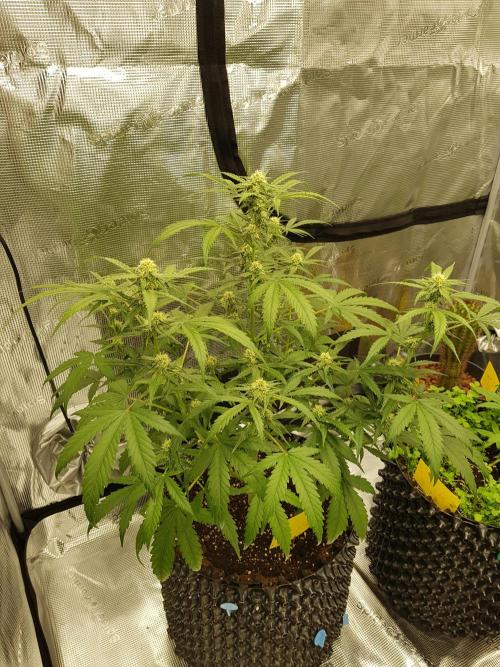BubbleGum Auto. Week 8 - Tag 50