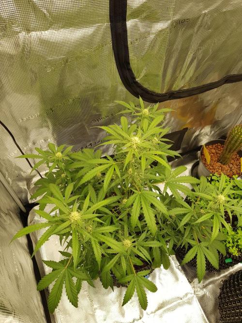 BubbleGum Auto. Week 8 - Tag 50