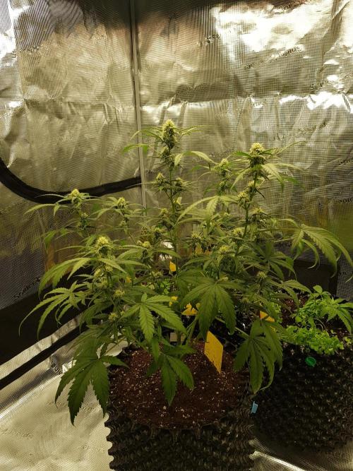 BubbleGum Auto. Week 8 - Tag 52