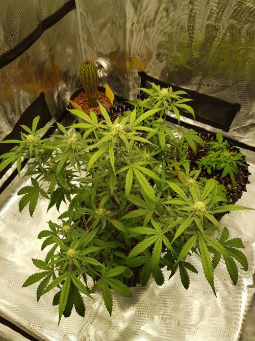 BubbleGum Auto. Week 8 - Tag 52