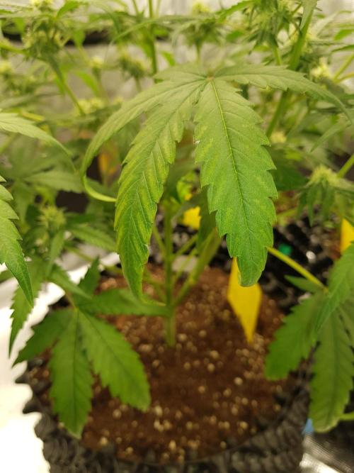 BubbleGum Auto. Week 8 - Tag 52