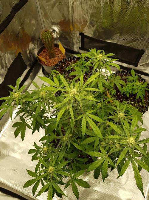 BubbleGum Auto. Week 8 - Tag 52