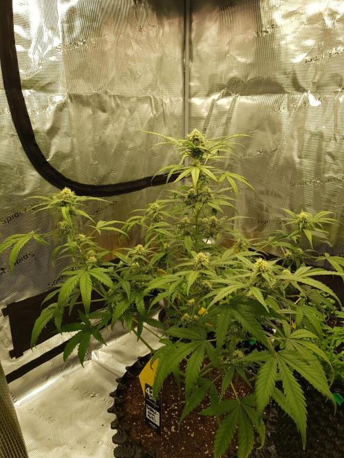 BubbleGum Auto. Week 8 - Tag 54
