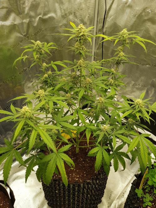 BubbleGum Auto. Week 8 - Tag 56