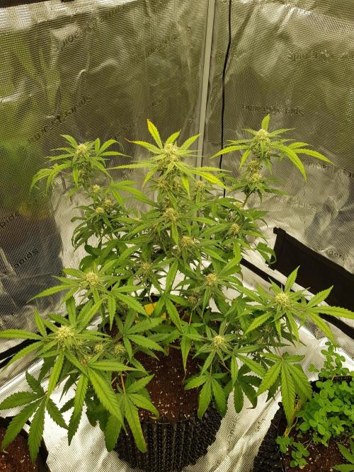 BubbleGum Auto. Week 8 - Tag 56 