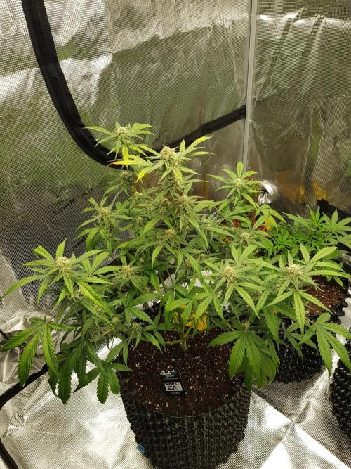BubbleGum Auto. Week 8 - Tag 57