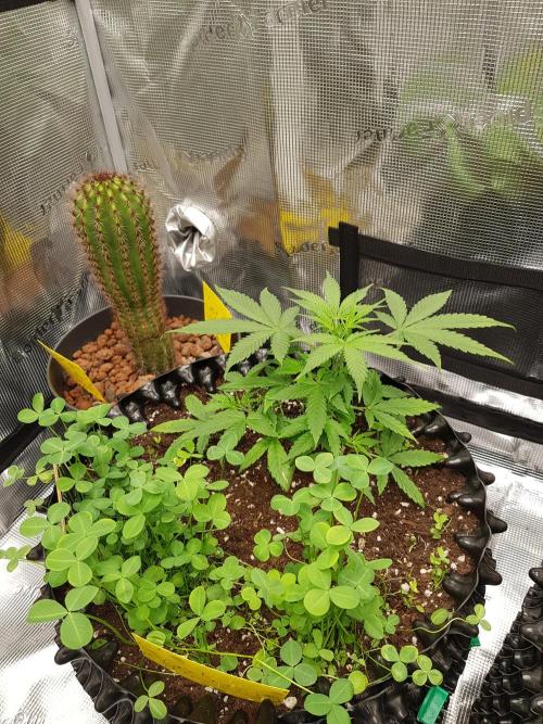Pineapple Express Auto - Breeder Test. Week 5 - Tag 29 Fast Buds