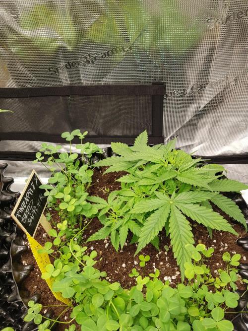 Pineapple Express Auto - Breeder Test. Week 5 - Tag 29 Seed Supplier