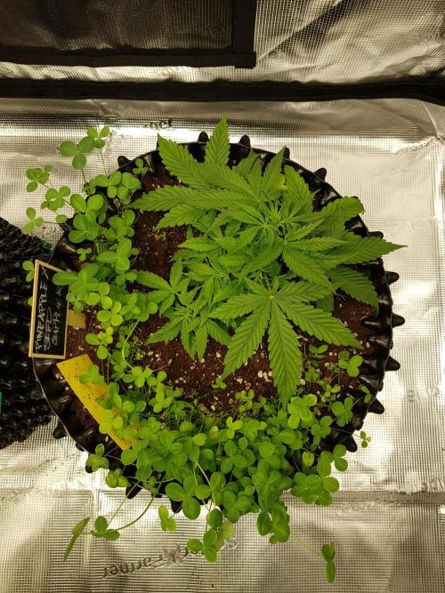 Pineapple Express Auto - Breeder Test. Week 5 - Tag 29 Seed Supplier