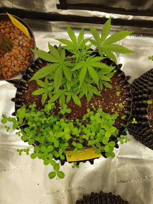 Pineapple Express Auto - Breeder Test. Week 5 - Tag 29 Fast Buds