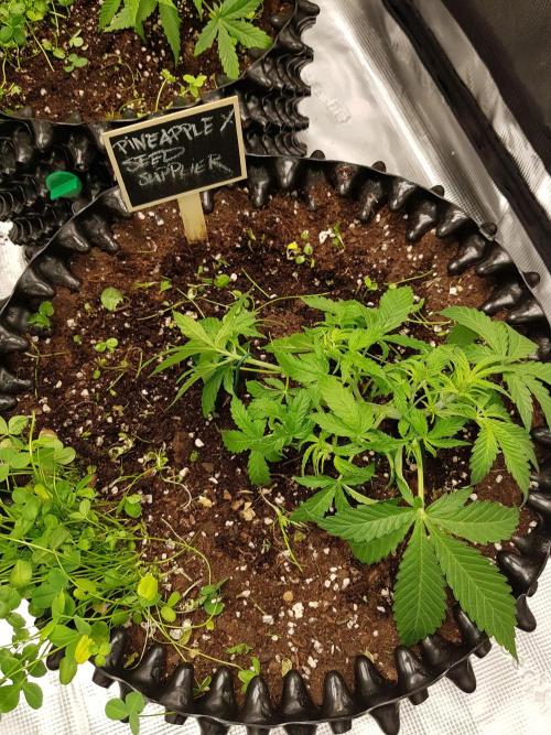 Pineapple Express Auto - Breeder Test. Week 5 - Tag 30 Seed Supplier