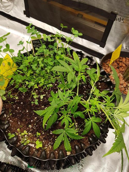 Pineapple Express Auto - Breeder Test. Week 5 - Tag 30 Fast Buds
