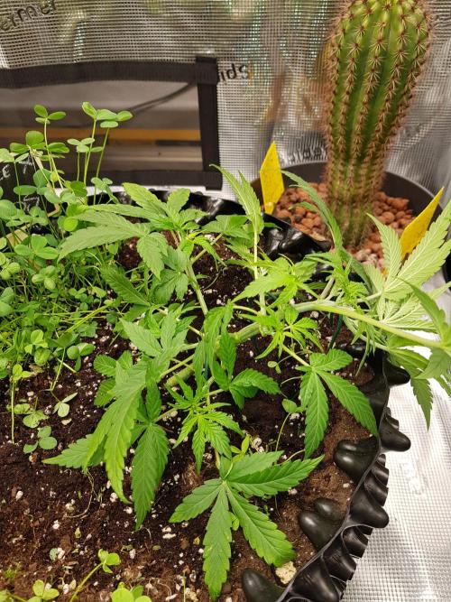 Pineapple Express Auto - Breeder Test. Week 5 - Tag 30 Fast Buds