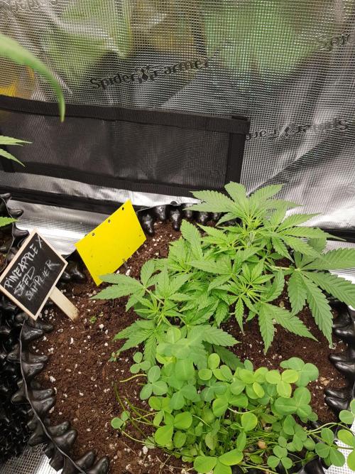 Pineapple Express Auto - Breeder Test. Week 5 - Tag 31 Seed Supplier