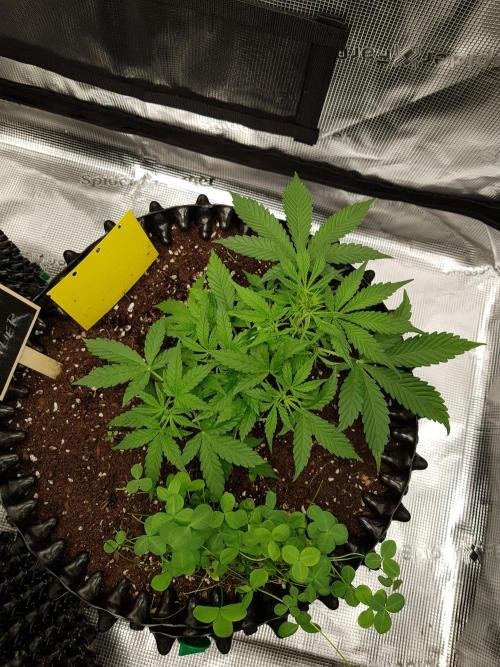 Pineapple Express Auto - Breeder Test. Week 5 - Tag 31 Seed Supplier