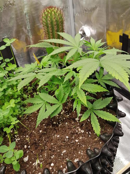 Pineapple Express Auto - Breeder Test. Week 5 - Tag 31 Fast Buds