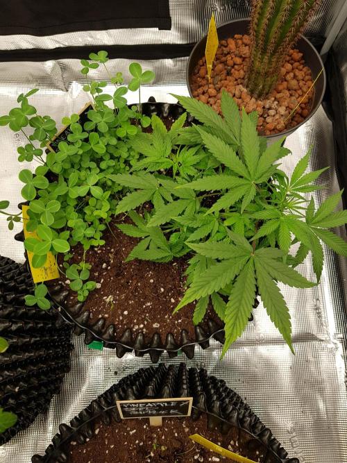 Pineapple Express Auto - Breeder Test. Week 5 - Tag 31 Fast Buds