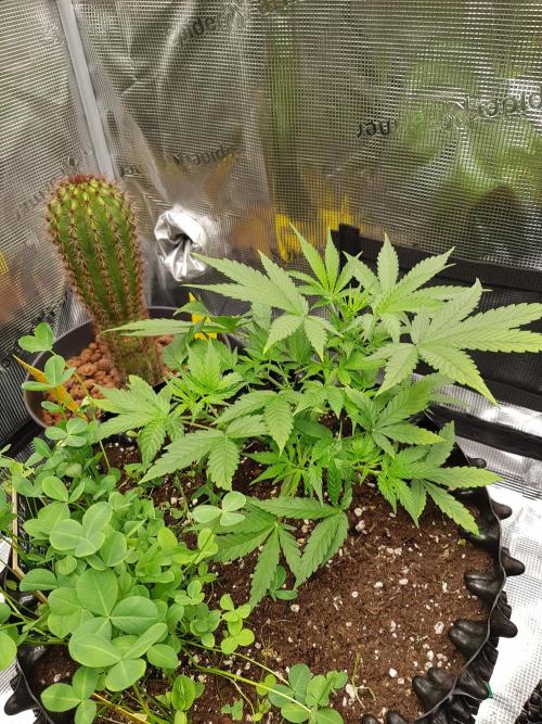 Pineapple Express Auto - Breeder Test. Week 5 - Tag 32 Fast Buds