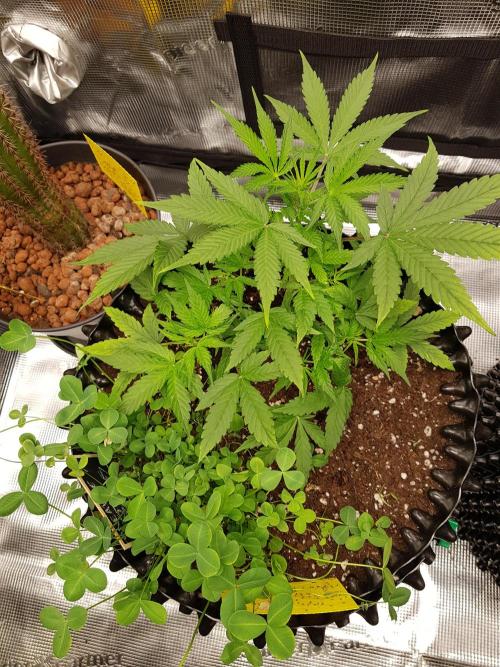 Pineapple Express Auto - Breeder Test. Week 5 - Tag 32 Fast Buds