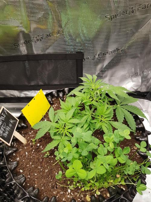 Pineapple Express Auto - Breeder Test. Week 5 - Tag 32 Seed Supplier