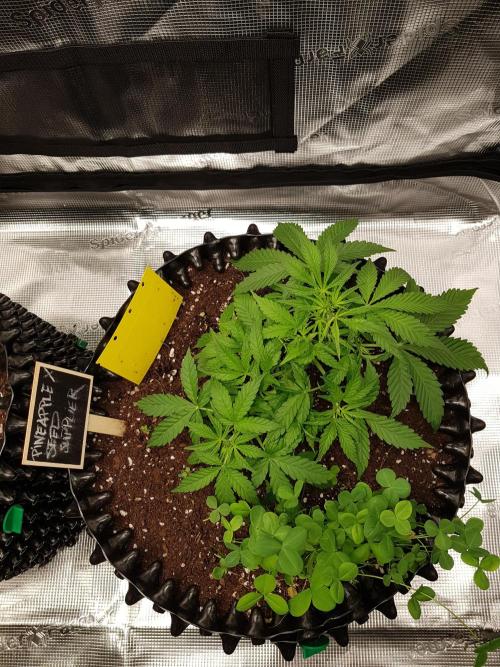 Pineapple Express Auto - Breeder Test. Week 5 - Tag 32 Seed Supplier