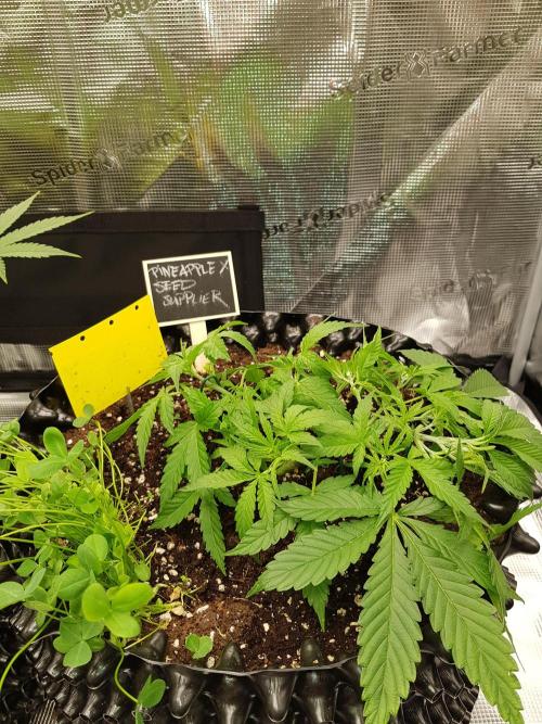 Pineapple Express Auto - Breeder Test. Week 5 - Tag 33 Seed Supplier