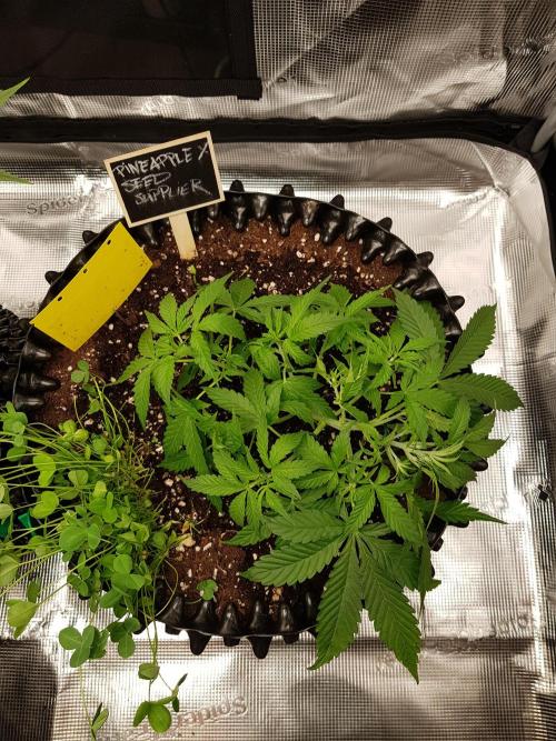 Pineapple Express Auto - Breeder Test. Week 5 - Tag 33 Seed Supplier