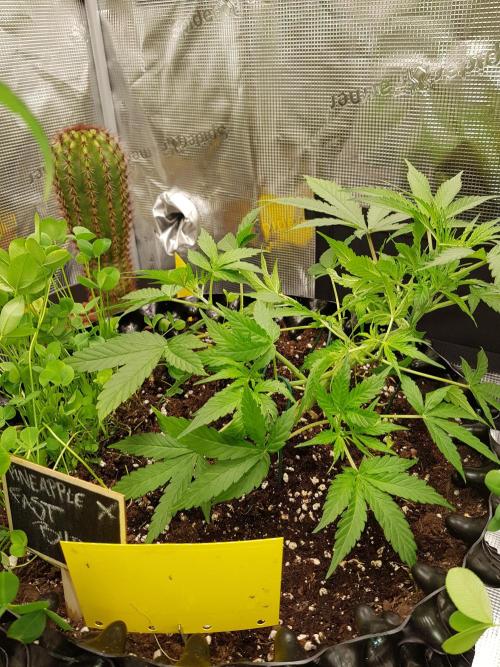 Pineapple Express Auto - Breeder Test. Week 5 - Tag 33 Fast Buds