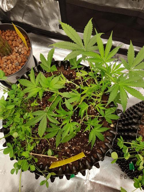 Pineapple Express Auto - Breeder Test. Week 5 - Tag 33 Fast Buds