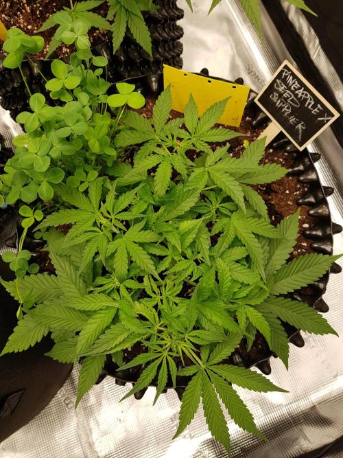 Pineapple Express Auto - Breeder Test. Week 5 - Tag 34 Seed Supplier
