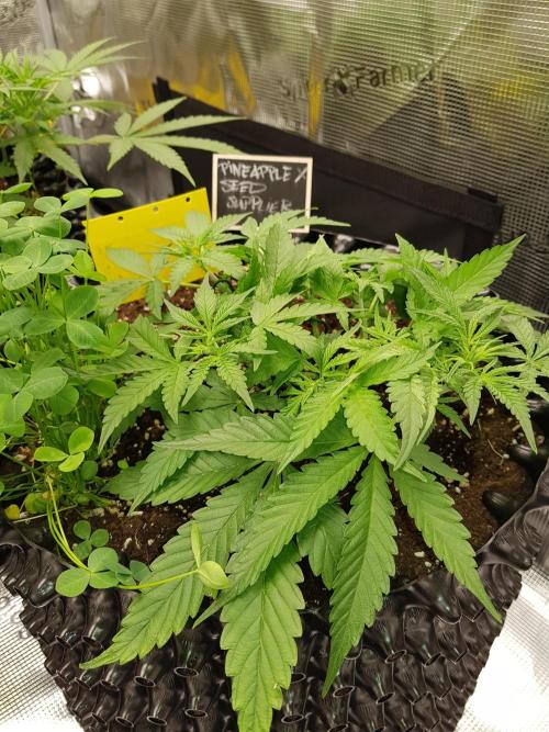 Pineapple Express Auto - Breeder Test. Week 5 - Tag 34 Seed Supplier