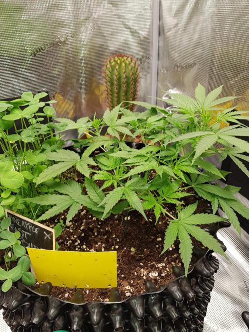 Pineapple Express Auto - Breeder Test. Week 5 - Tag 34 Fast Buds