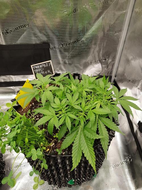 Pineapple Express Auto - Breeder Test. Week 5 - Tag 35 Seed Supplier