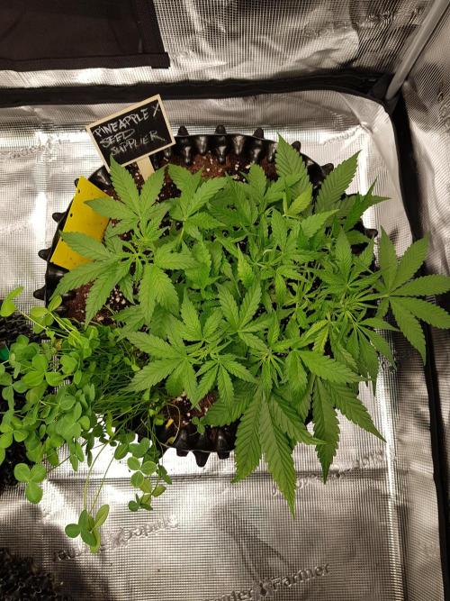 Pineapple Express Auto - Breeder Test. Week 5 - Tag 35 Seed Supplier