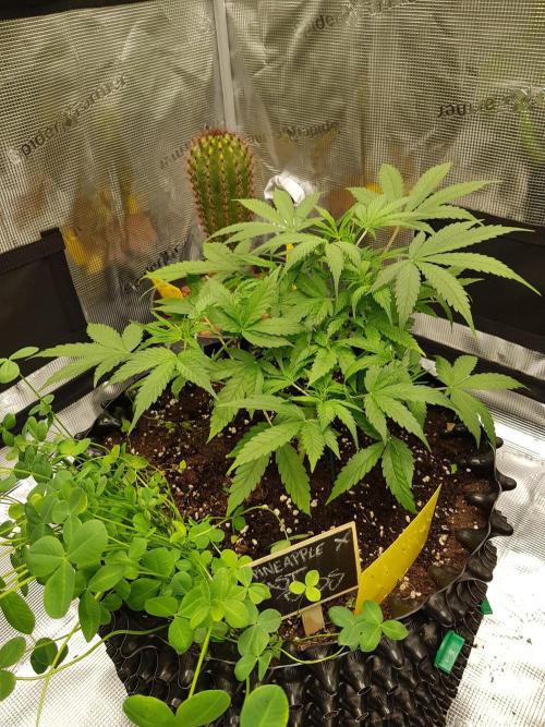 Pineapple Express Auto - Breeder Test. Week 5 - Tag 35 Fast Buds