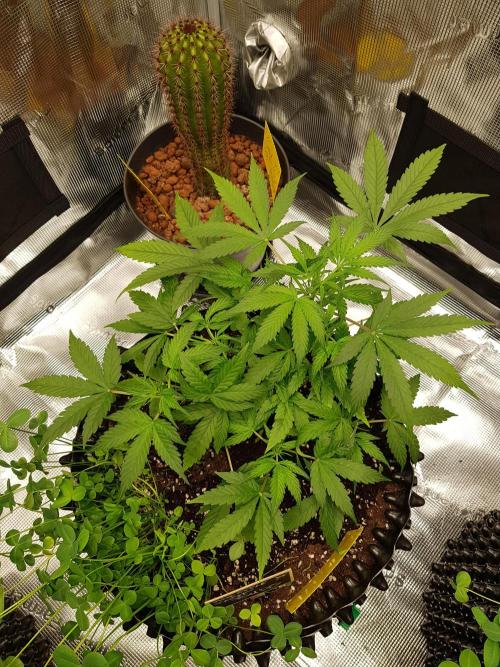 Pineapple Express Auto - Breeder Test. Week 5 - Tag 35 Fast Buds