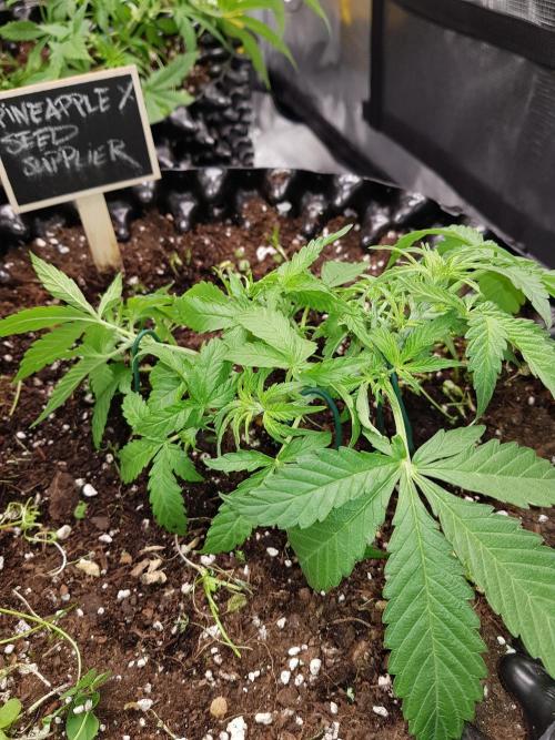 Pineapple Express Auto - Breeder Test. Week 5 - Tag 30 Seed Supplier