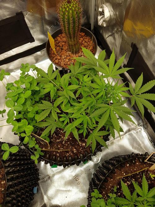 Pineapple Express Auto - Breeder Test. Week 5 - Tag 34 Fast Buds