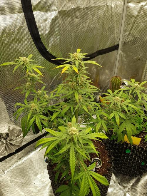 BubbleGum Auto. Week 9 - Tag 58