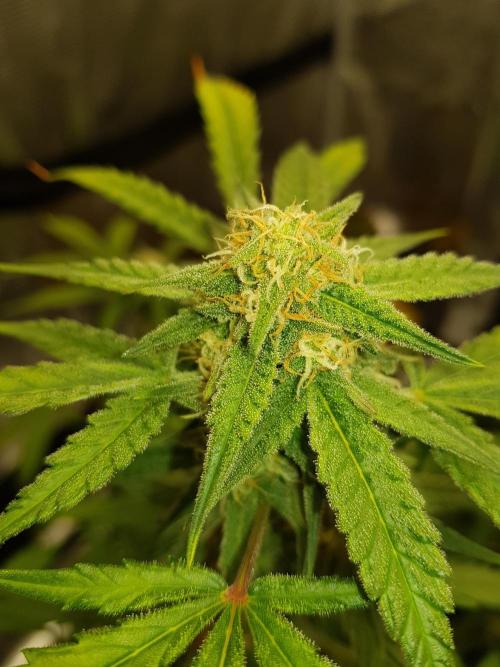 BubbleGum Auto. Week 9 - Tag 58