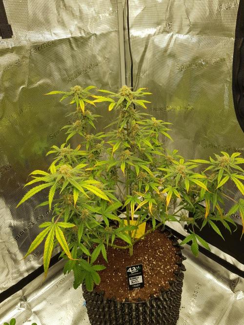 BubbleGum Auto. Week 9 - Tag 63