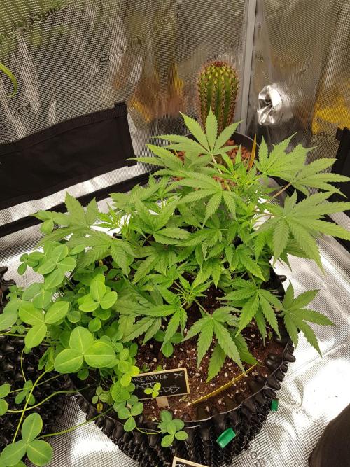 Pineapple Express Auto - Breeder Test. Week 6 - Tag 36 Fast Buds