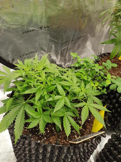 Pineapple Express Auto - Breeder Test. Week 6 - Tag 36 Seed Supplier